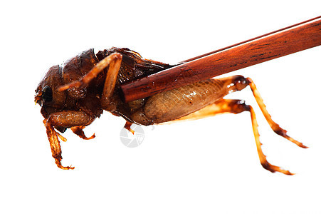 昆虫食品男人烹饪食物幼虫毛虫蚯蚓情调热带漏洞异国图片