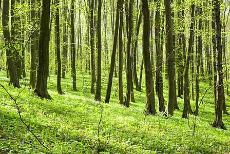森林空地荒野阳光植物宗教薄雾辐射风景林地精神图片