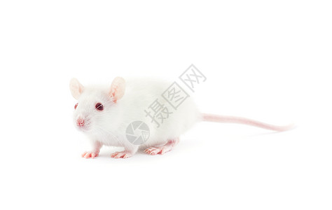 大鼠哺乳动物宠物害虫白色实验室尾巴红色好奇心实验毛皮图片