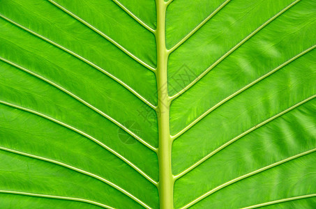 绿叶生态生活静脉植物绿色生长植物群叶子图片