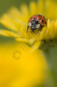 带露水滴露的Ladybug花园水滴瓢虫动物宏观昆虫黄色图片