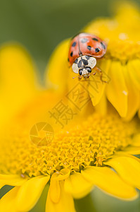10位斑的宏观瓢虫十斑黑色黄色昆虫动物花园红色图片