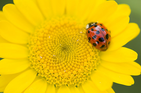 10位斑的花园宏观黑色黄色昆虫动物红色十斑瓢虫图片
