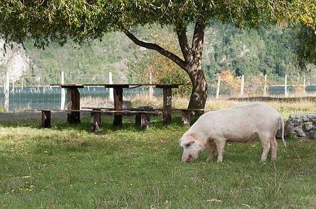 餐桌和猪图片