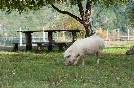 餐桌和猪(2)图片