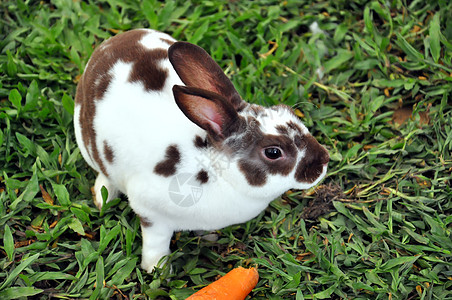 兔子兔兔形动物群动物农场宠物农村场地婴儿哺乳动物耳朵图片