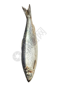 白底的咸鱼钓鱼鲱鱼海鲜食物白色妻子盐渍皮肤尾巴背景图片