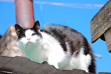 双眼不同的猫个性绿色水平哺乳动物黑色眼睛毛皮鼻子好奇心白色图片