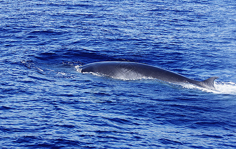 黑色鲸鱼潜水鱼(白鲸植物)背景