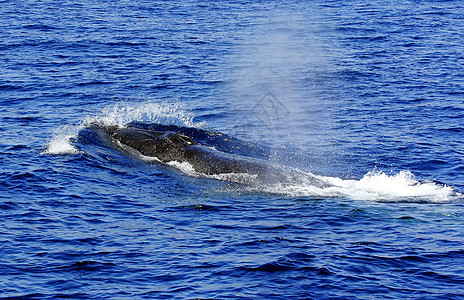 鲸鱼表面露骨白羊膜黑色母亲尾巴荒野蓝色白色座头鲸盘子迁移野生动物图片