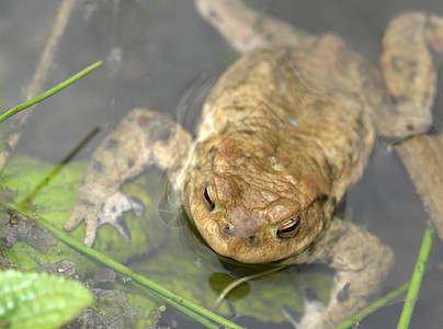 潮湿温和地中常见的青蛙图片