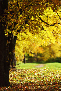 秋树环境公园树木远足橙子金子车道树干植物季节图片