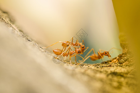 绿色性质的红蚂蚁腰部集体宏观昆虫漏洞工作红色探索旅行图片