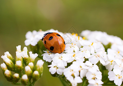 女鼠虫动物宏观叶子草地花瓣刀刃植物昆虫眼睛甲虫图片