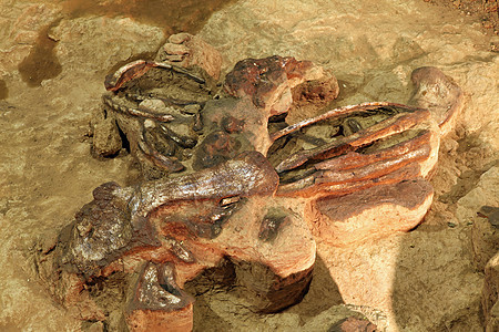 恐龙骨架食肉化石石头岩石骨骼动物历史蜥蜴烙印古生物学图片