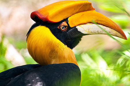 角标头账单野生动物动物航班眼睛翅膀热带威胁荒野犀鸟图片