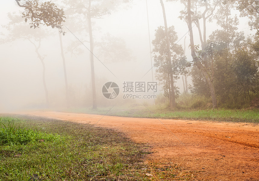 雾中公路上的森林图片