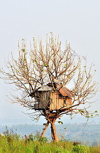 树树棚森林艺术建筑房子树干木工叶子木头晴天国家图片