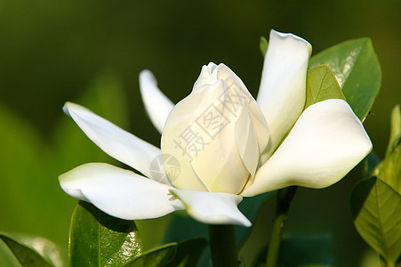 栀子花环境白色栀子叶子茉莉衬套植物群绿色花瓣茉莉花图片