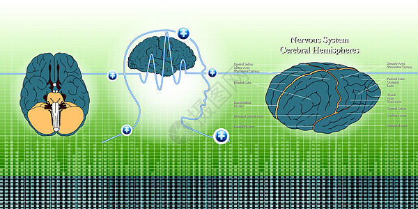 在背景插图上按大脑排列的头和脑波图片