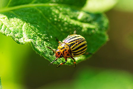 科罗拉多甲虫黑色花园昆虫贪婪农场绿色叶子害虫百合乡村图片