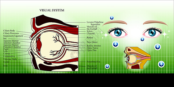 视觉系统及眼解剖图示背景说明图片