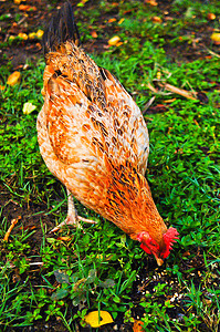 有背景的生物农场的母鸡生活动物村庄动物群公鸡小鸡跑步爪子翅膀鸟类图片