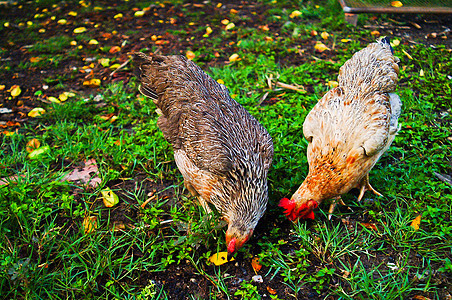 有背景的生物农场的母鸡女性爪子动物群动物跑步小鸡村庄公鸡家禽羽毛图片