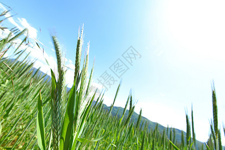 小麦夏季田种子烘烤粮食稻草农业蓝色农民谷物天空环境图片