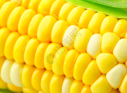 玉米角早餐饮食收成耳朵营养农场棒子面美食蔬菜核心高清图片