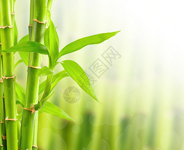带复制空间的竹布背景丛林花园运气温泉生长园艺热带生态文化竹子图片