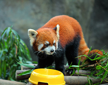 红熊猫野生动物栖息地动物富根食肉宠物动物园树叶哺乳动物荒野图片