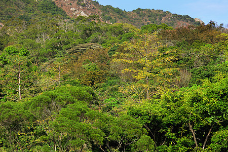 绿林太阳农村叶子风景热带环境树干神话日光墙纸图片
