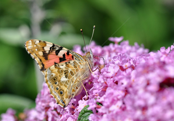 花朵上的蝴蝶植物昆虫彩绘花蜜绿色大都会粉色花粉天线复眼图片