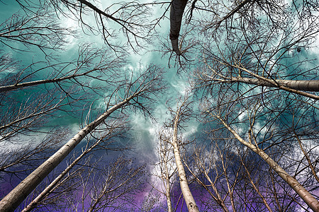 梦幻景和树木天空高清图片素材
