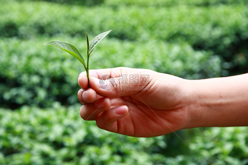 摘茶手环境花园草本植物风景生长收获茶叶植物田园传单图片