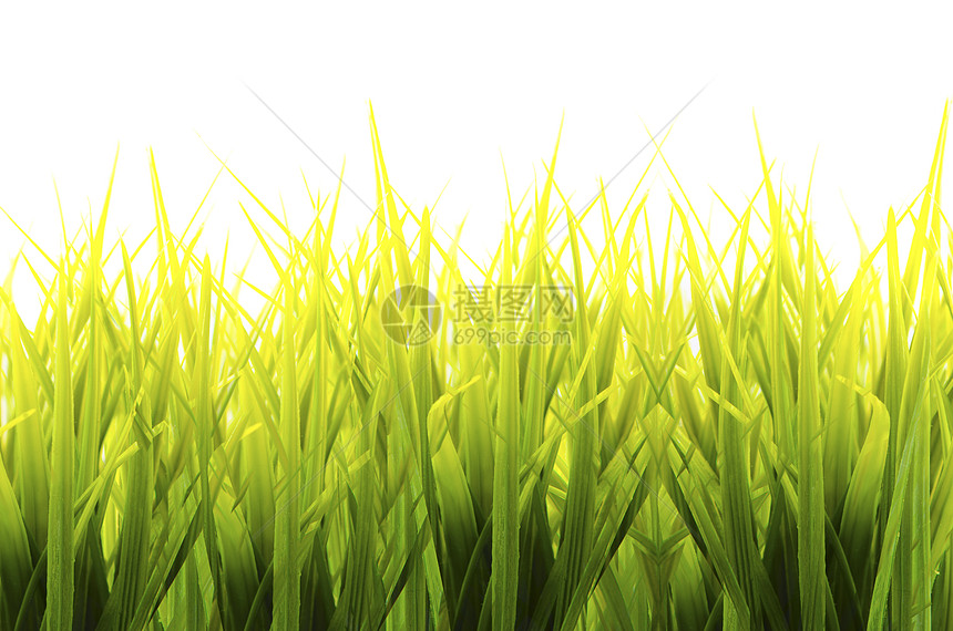 在白色背景中隔离的春青新绿草叶子草地宏观公园墙纸足球运动草皮园艺牧场图片