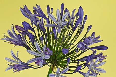 非洲莉莉阿加潘图斯植物群百合紫色植物蓝色花园绿色图片