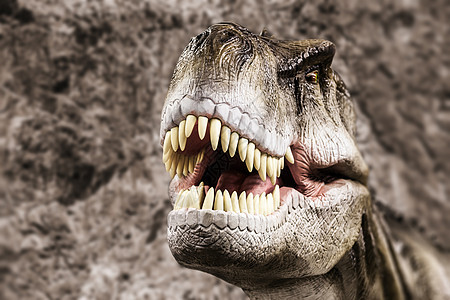 暴龙露出牙齿的嘴考古学历史宏观食肉侏罗纪侵略颅骨动物园公园打猎图片