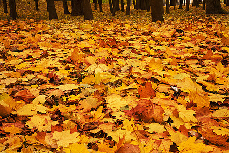 秋秋叶叶子生态季节植物草地森林环境植物群墙纸地面图片