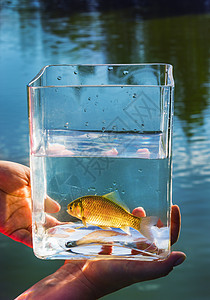 在湖底的玻璃罐中的小鱼钓鱼海滩游泳救星孤独授权环境摄影鲫鱼阳光图片
