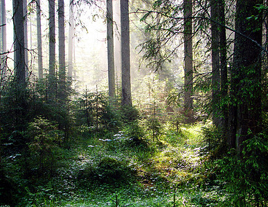 森林戏剧性林地活力精神空地阳光植物宗教风景薄雾图片