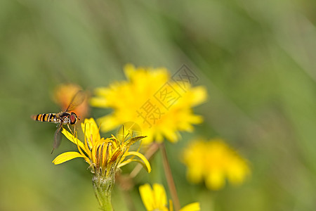 蒲公英飞丹德利翁岛上的环流飞行野生植物植物模仿花部花头蚜虫宏观植物群野花昆虫背景