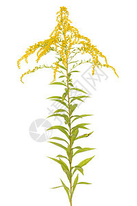 金金棒黄花花序叶子植物黄色背景图片
