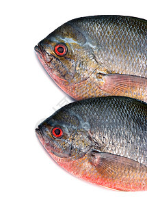 白色背景上孤立的黄尾鱼发丝鱼渔业热带营养厨房淡水海洋鱼科食物鲤鱼饮食图片