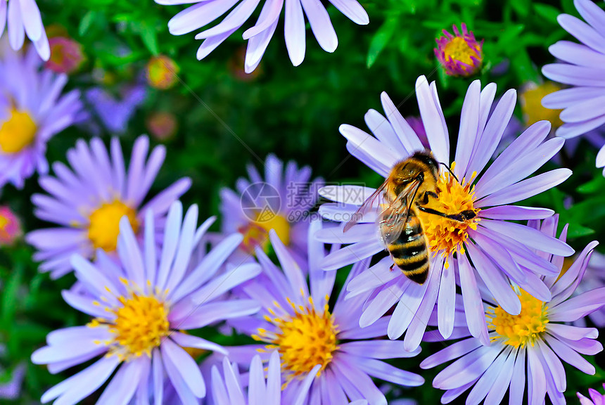 紫色阿斯特上的蜜蜂图片