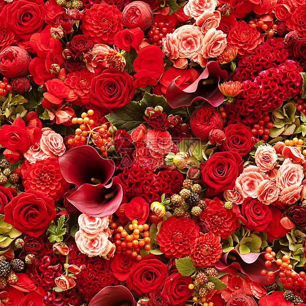 鲜花背景浆果植物绿色翠菊玫瑰庆典红色花瓣花园美丽图片