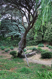 旧树花园公园区系植物学园艺植物植物园生长森林图片