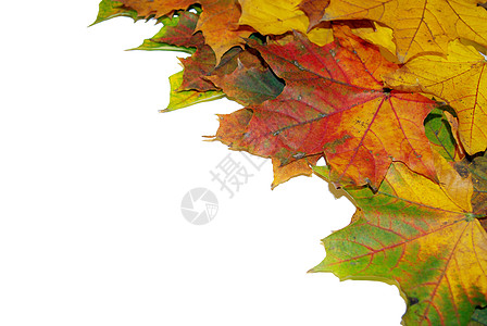 秋叶床单背景图片