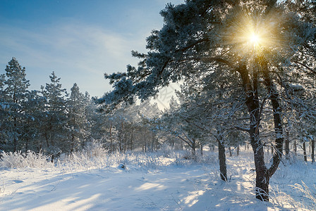 美丽的冬天清晨图片